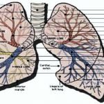 Anatomy of the pulmonary arteries
